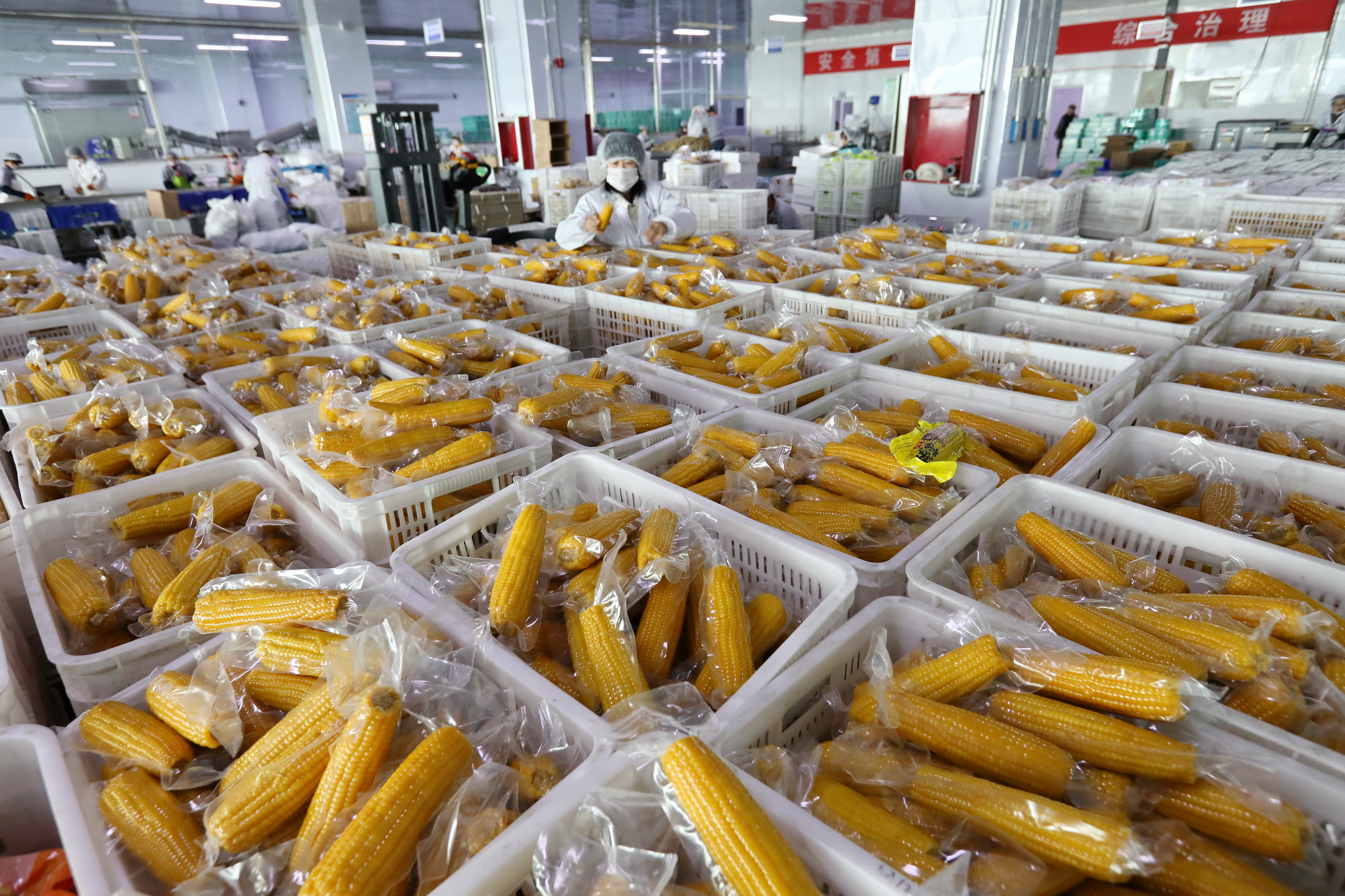 工人在分拣鲜食玉米_小营盘镇