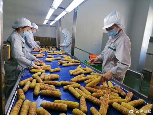 鲜食农产品缘何成 餐桌新宠