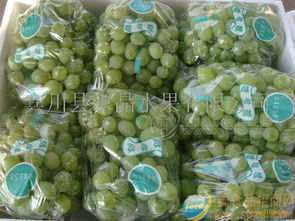 青提8kg包装 批发价格 厂家 图片 食品招商网